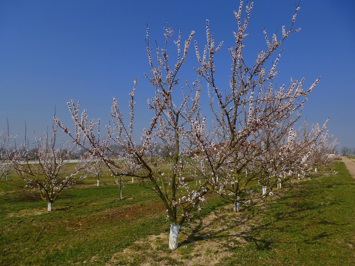 Blhende Aprikosenplantage in der Rheinebene, Mrz 2014