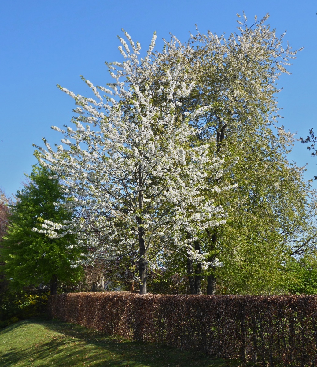 Blühende Bäume nahe den Schulkomplex in Hosingen. Parc Hosingen. 04.2022

