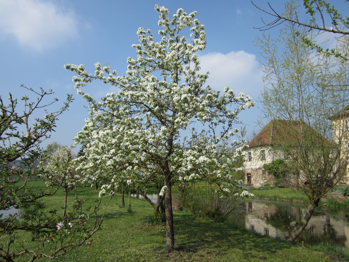 Blühende Bäume im Schloßpark von Schnodsenbach, Oberfranken (13.04.2014)