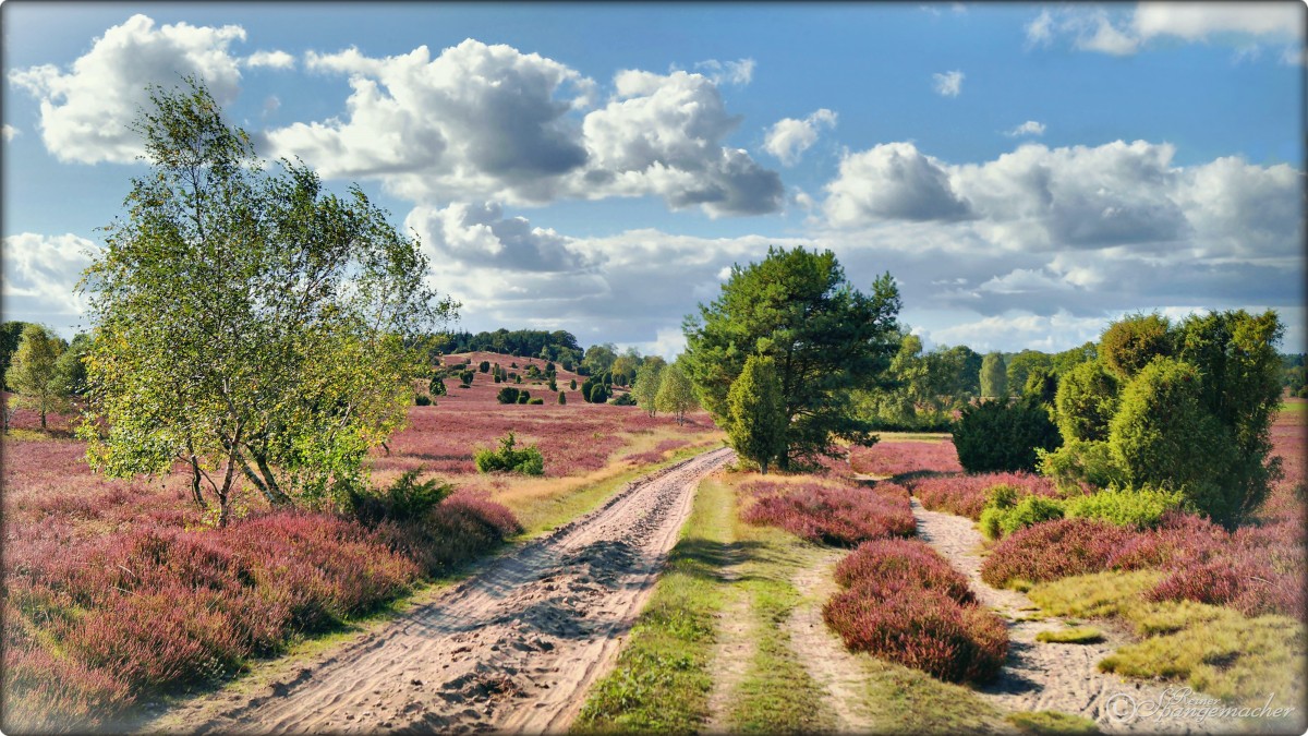 Blühende Heide am Sellhorner Weg, der Blick geht zum Turmberg bei Oberhaverbeck, in der Karte wird der Turmberg fälschlicher Weise als Wemberg tituliert.... 
Foto von 2014, kann man aber auch der Exif Datei entnehmen, aus dem Grund habe ich sie auch nicht deaktiviert.