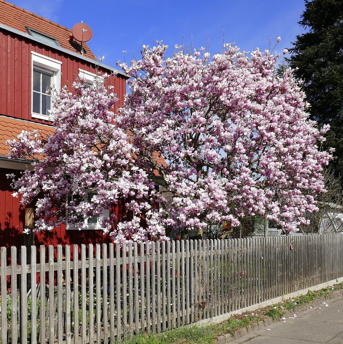 Blühende Magnolie in einem Privatgarten in Freiburg-West, März 2023