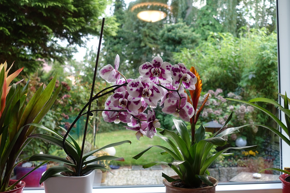 blühende Orchidee auf einer Fensterbank am 25.9.2021 /