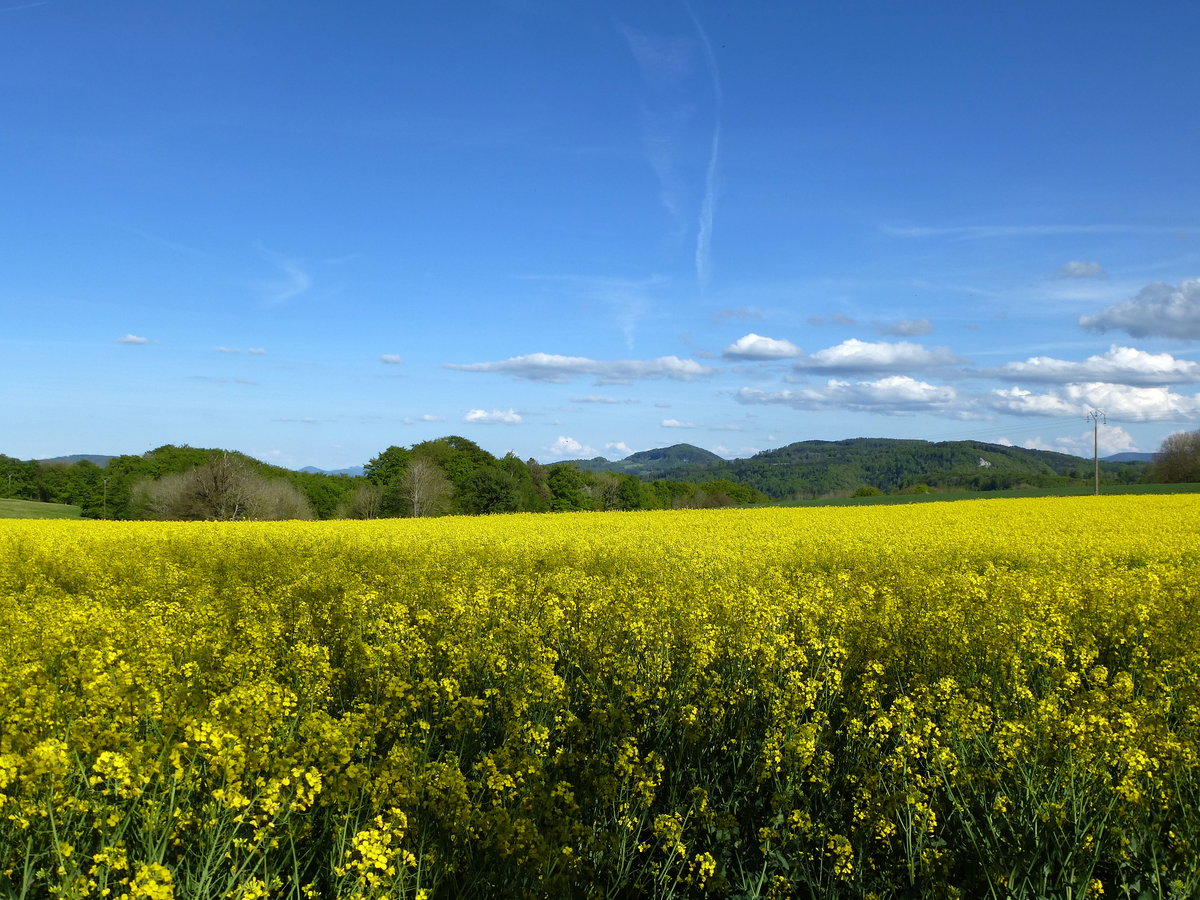 blhende Rapsfelder auf der Jurahochflche bei Ltzel (Lucelle), Mai 2017