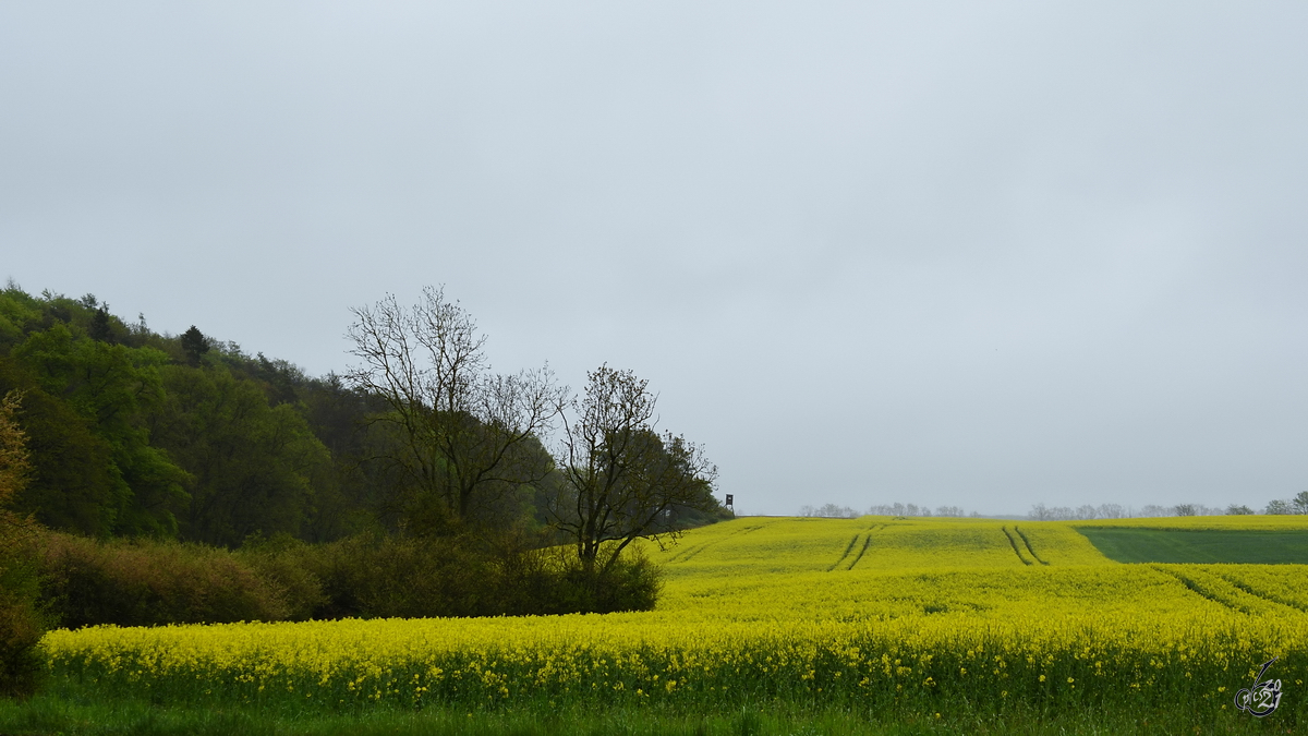 Blühende Rapsfelder gefallen mir auch bei Schmuddelwetter, so wie hier Mitte Mai 2021 bei Neubrandenburg.