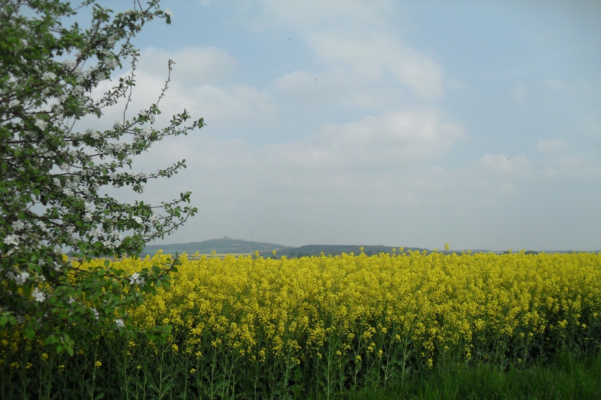 Blühende Rapsfelder und Obstbäume am 27.04.2014 im Saalekreis. Im Hintergrund ist der 250 Meter hohe Petersberg der Einheitsgemeinde Petersberg zu sehen.