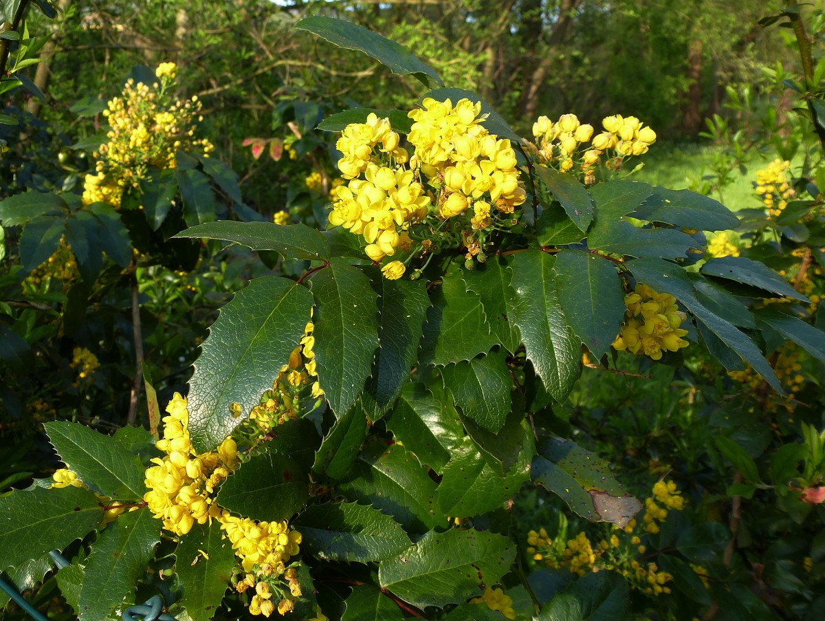 blhende Stechpalme, bei uns hufig als Zierstrauch in Grten und Parkanlagen, April 2015