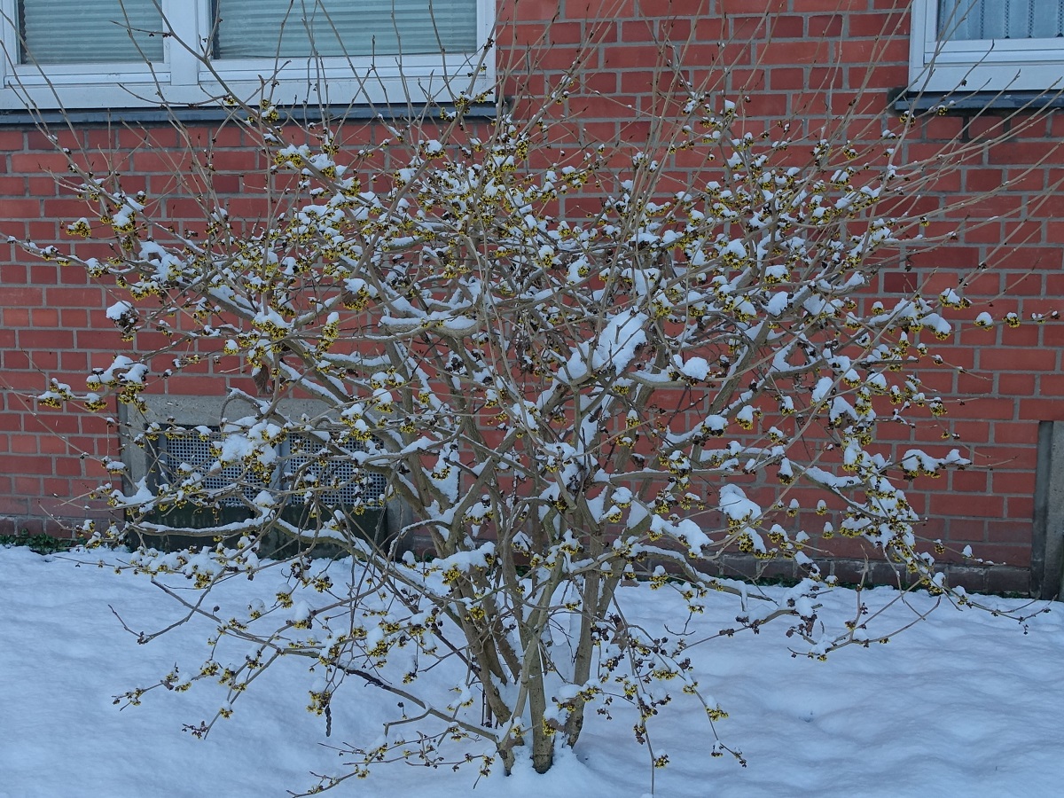 blühende Zaubernuß unter Schnee am 30.1.2021 in Hamburg Billstedt /