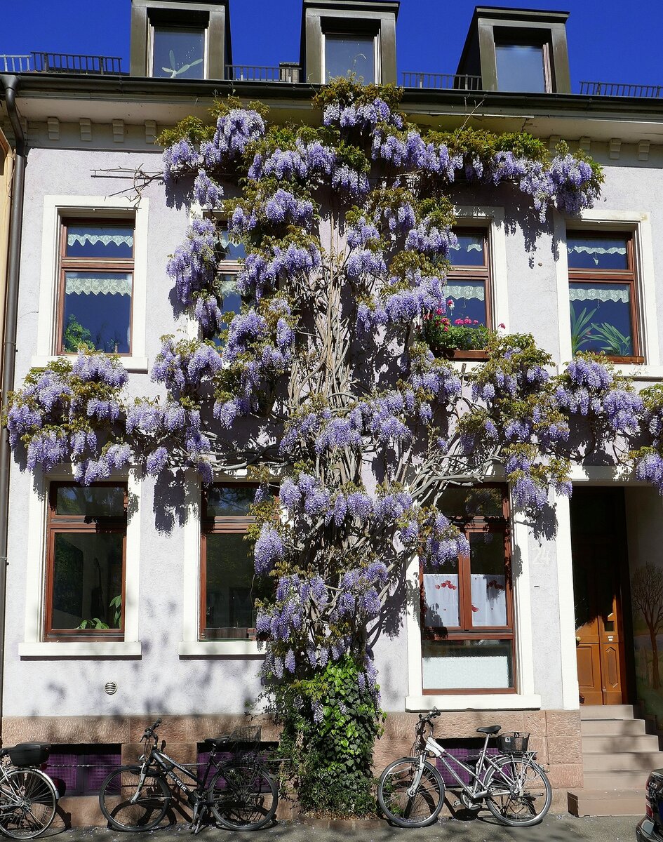 Blühender Blauregen (Glyzinie), als Fassadenschmuck an einem Wohnhaus, April 2022