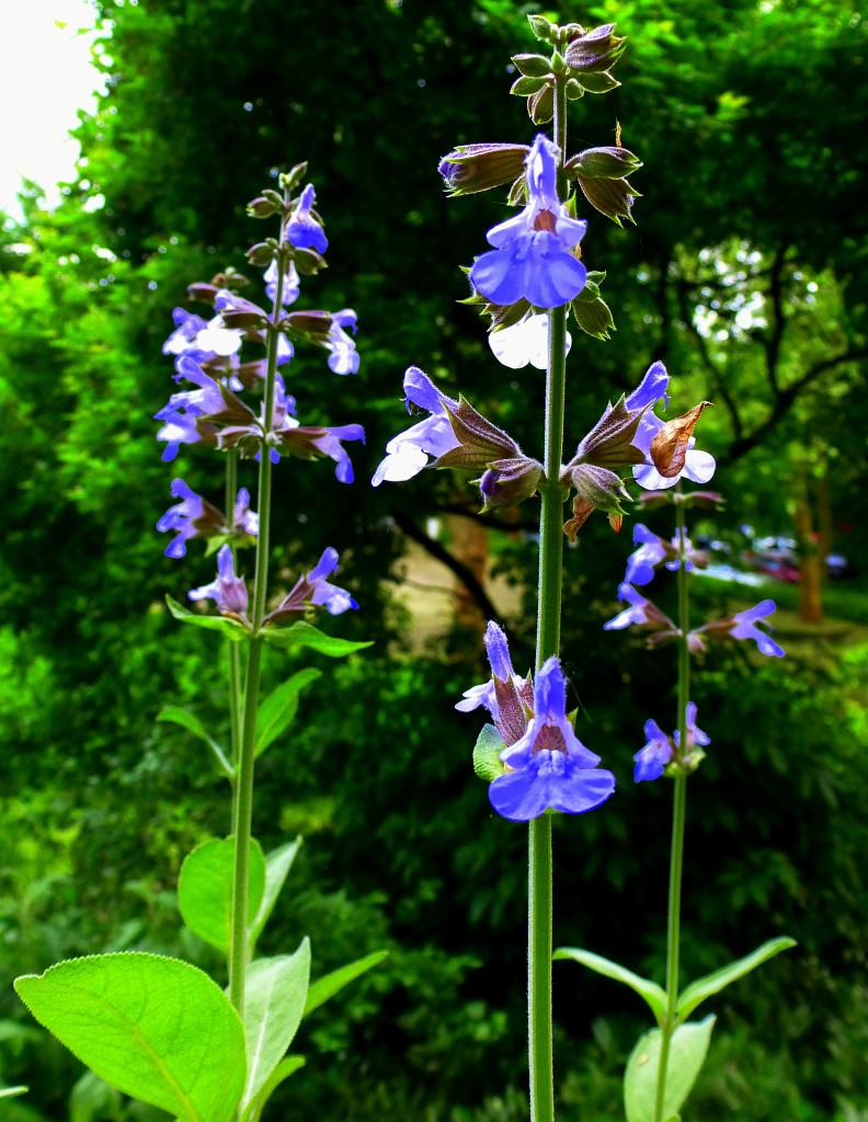 blhender Echter Salbei, auch Kchensalbei oder Gartensalbei genannt, Mai 2015