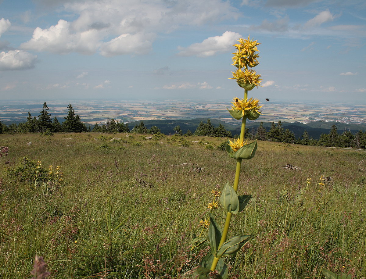 Blühender Gelber Enzian auf dem Brocken mit Fernsicht; Aufnahme vom späten Nachmittag des 08.07.2017 an der Brockenstraße mit Blick Richtung Norden über das Harzvorland mit Ilsenburg und Wernigerode...