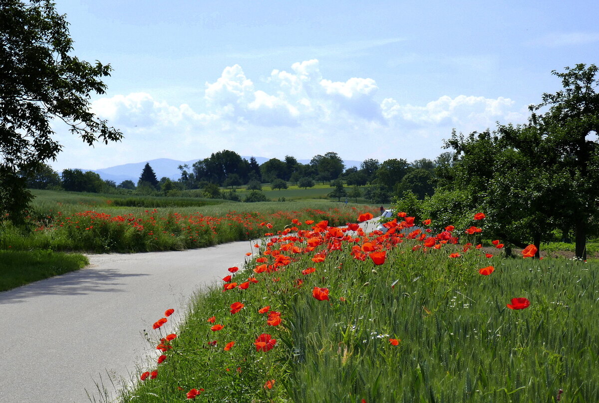 Blühender Klatschmohn an den Wegrändern am Marchhügel in der Rheinebene im Breisgau, Juli 2021