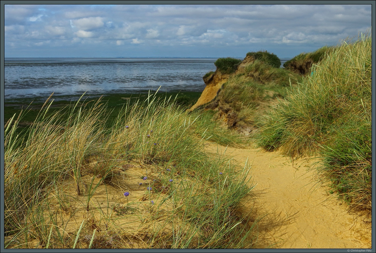 Blühender Strandhafer am Morsumkliff auf Sylt. (02.07.2021)