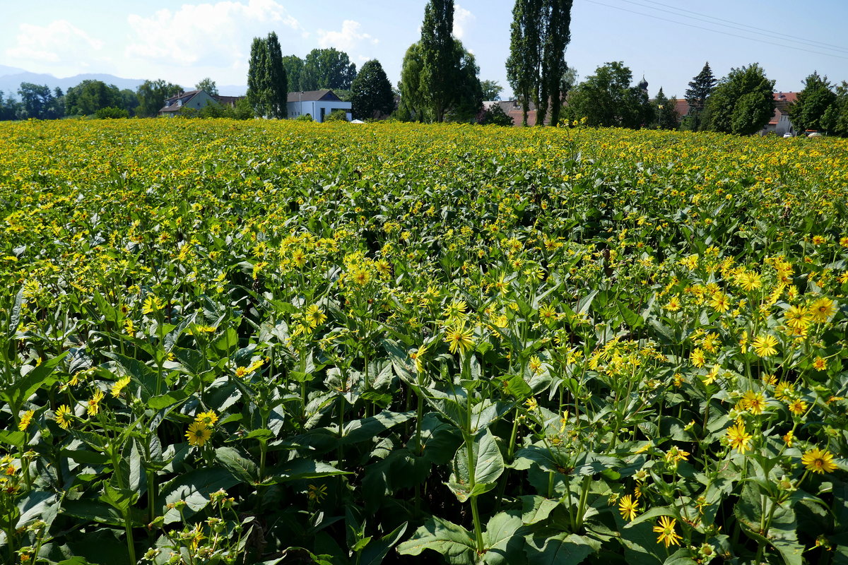 blühendes Topinamburfeld in der Rheinebene, ca.90 % der kartoffelähnlichen Knollen werden zu hochprozentigen Spirituosen verarbeitet, Juli 2018