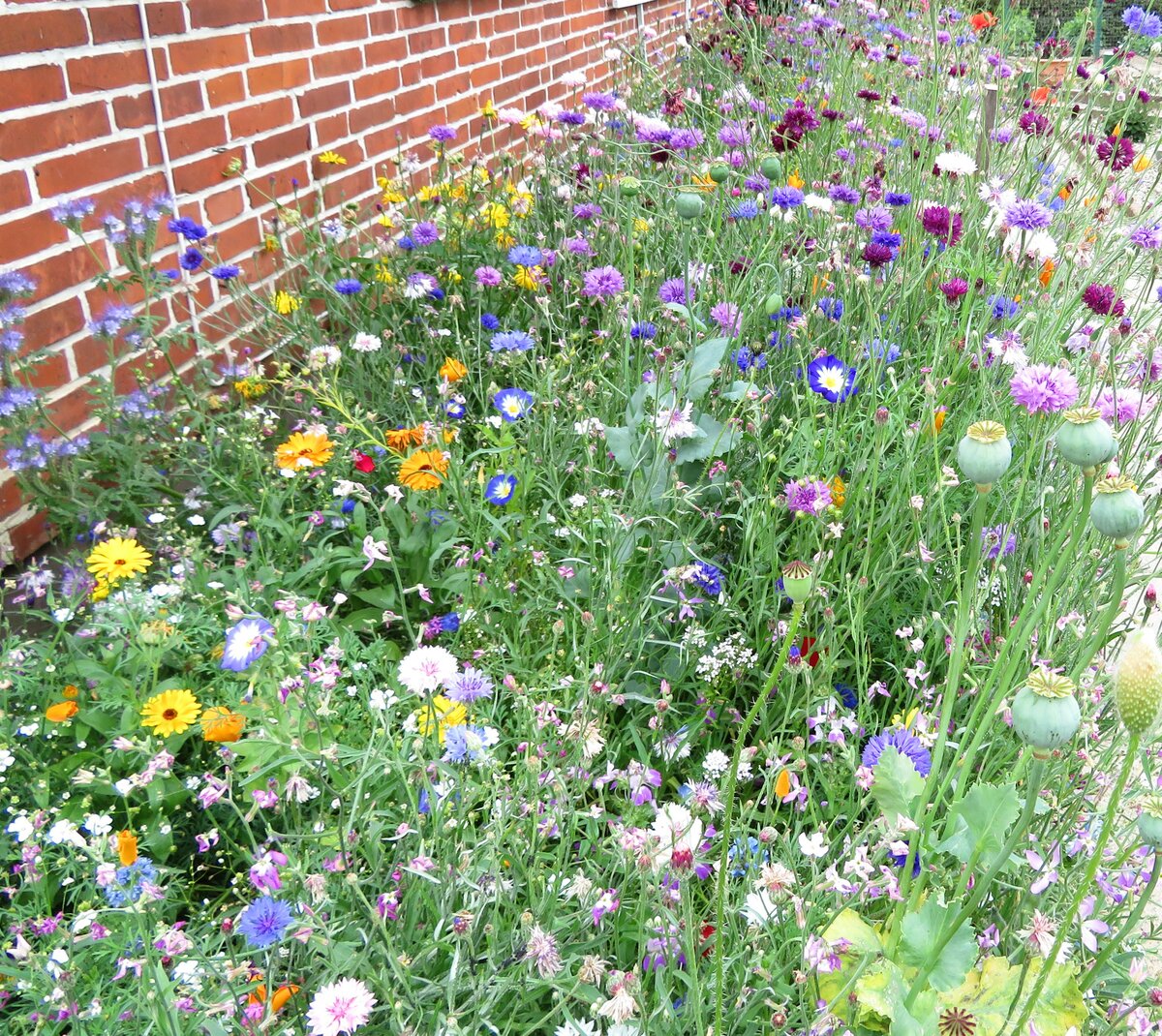 Blühstreifen am Haus für Insekten. 15.07.2019