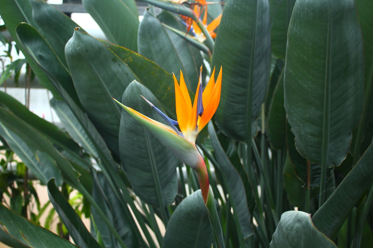 Blüte des Paradisvogel im Tropenhaus des Botanischen Gartens Solingen vom 02.01.2020