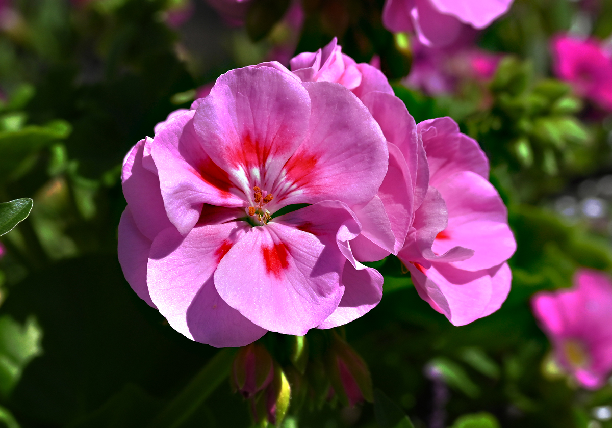 Blüte einer Roten Geranie im Garten - 04.06.2023