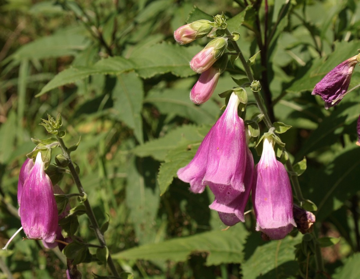 Blüten des Roter Fingerhuts; Aufnahme vom Nachmittag des 02.08.15 in der Nähe von Braunlage...