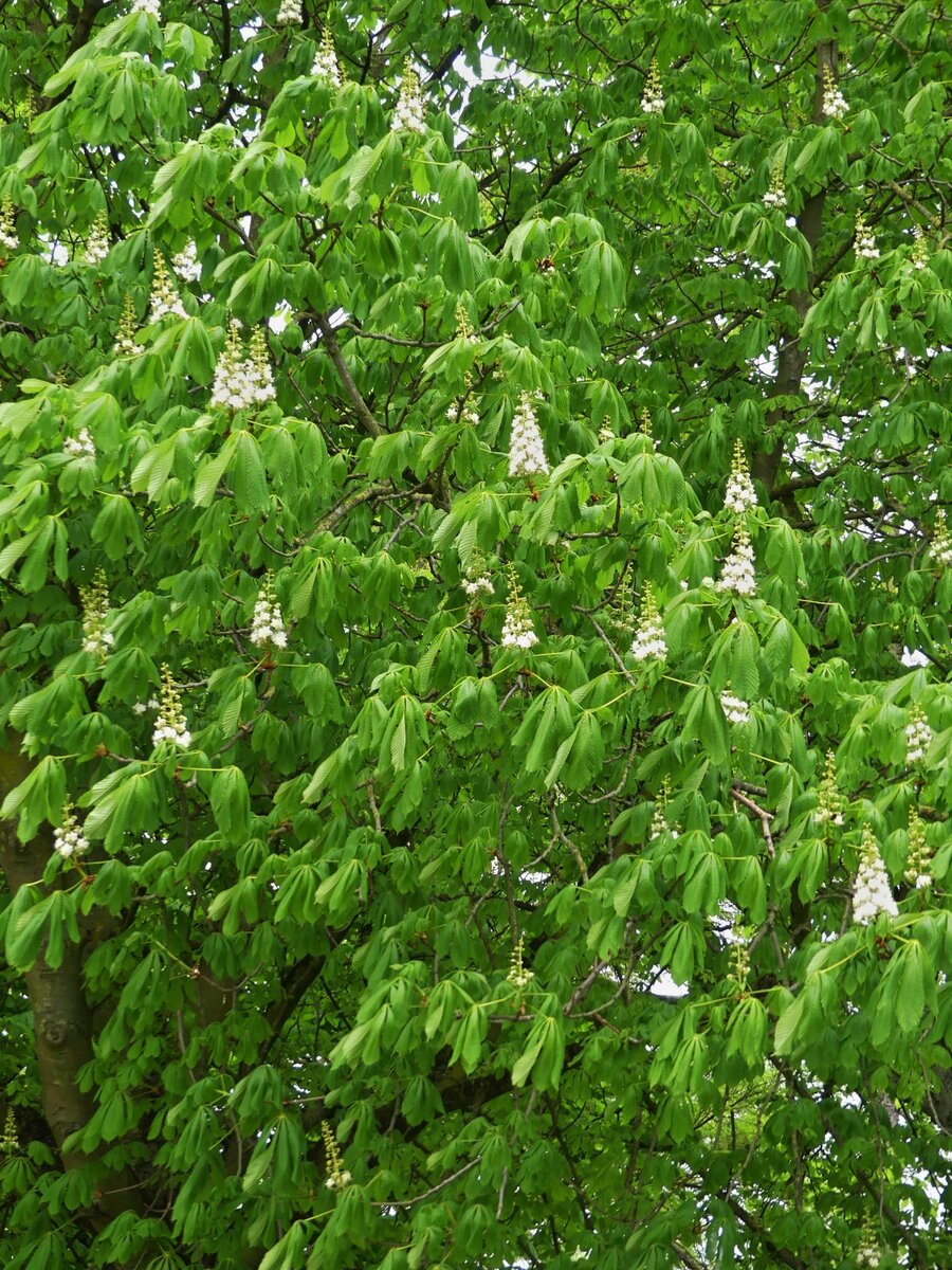 Blten eines Kastanienbaumes im Park in Maastricht. 12.04.2024