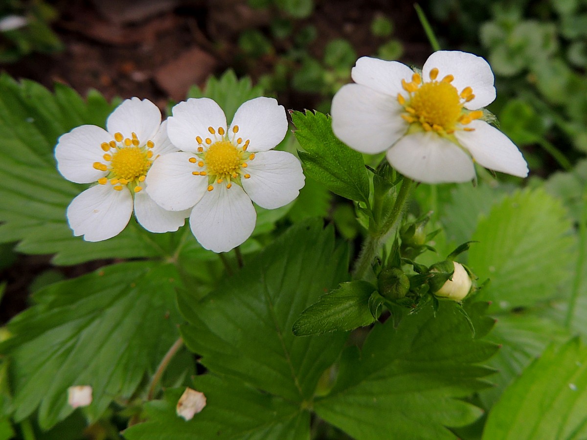 Blüten der Wald-Erdbeere (Fragaria vesca; 140426