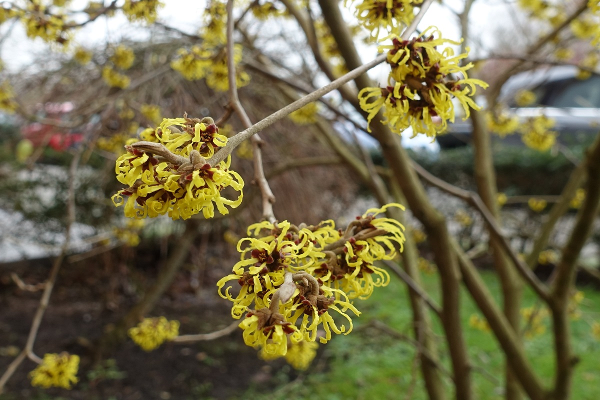 Blüten der Zaubernuß (Hamamelis) am 4.2.2019 /