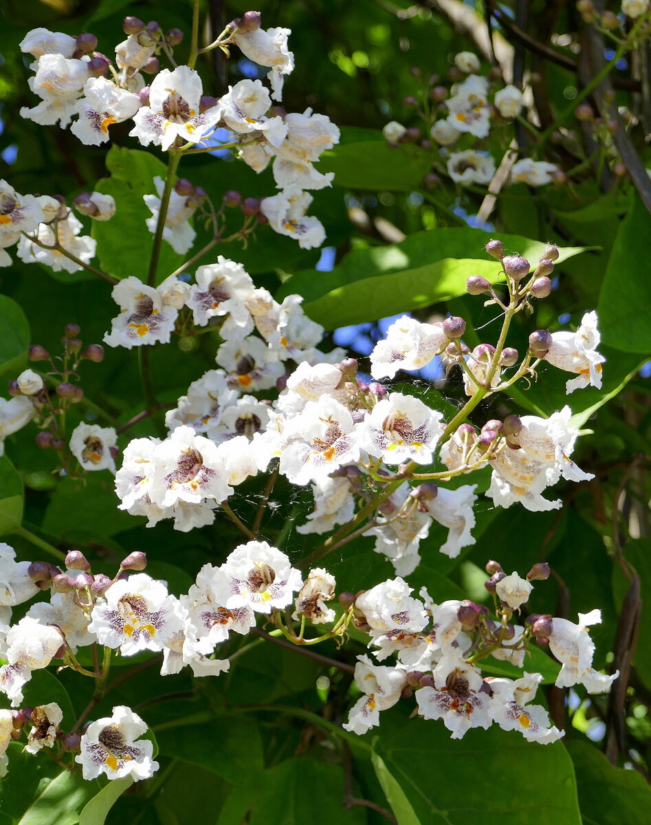 Blütenstand des Trompetenbaumes, Juni 2022