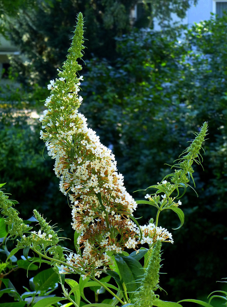 Bltenstand des weien Sommerflieders (Schmetterlingsflieder), Juli 2016