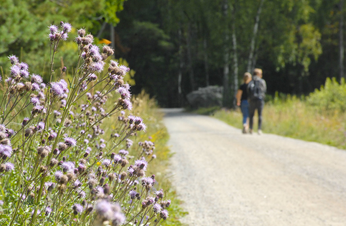 Blumen an der Straße zwischen Alsvik und Skälvik auf der Insel Svartsö im Stockholmer Schärenhof. Die Inseln im Scherenhof sind besonders beliebt im Sommer, aber auch zu jeder anderen Jahreszeit schön und einen Besuch wert.

Aufnahme: 26. Juli 2017.