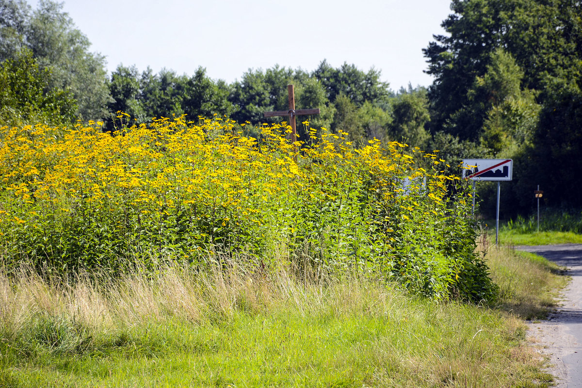 Blumen an der Straßenseite am Izbica südlich der Jezioro Łebsko (Lebasee) in Hinterpommern. Aufnahme: 18. August 2020.