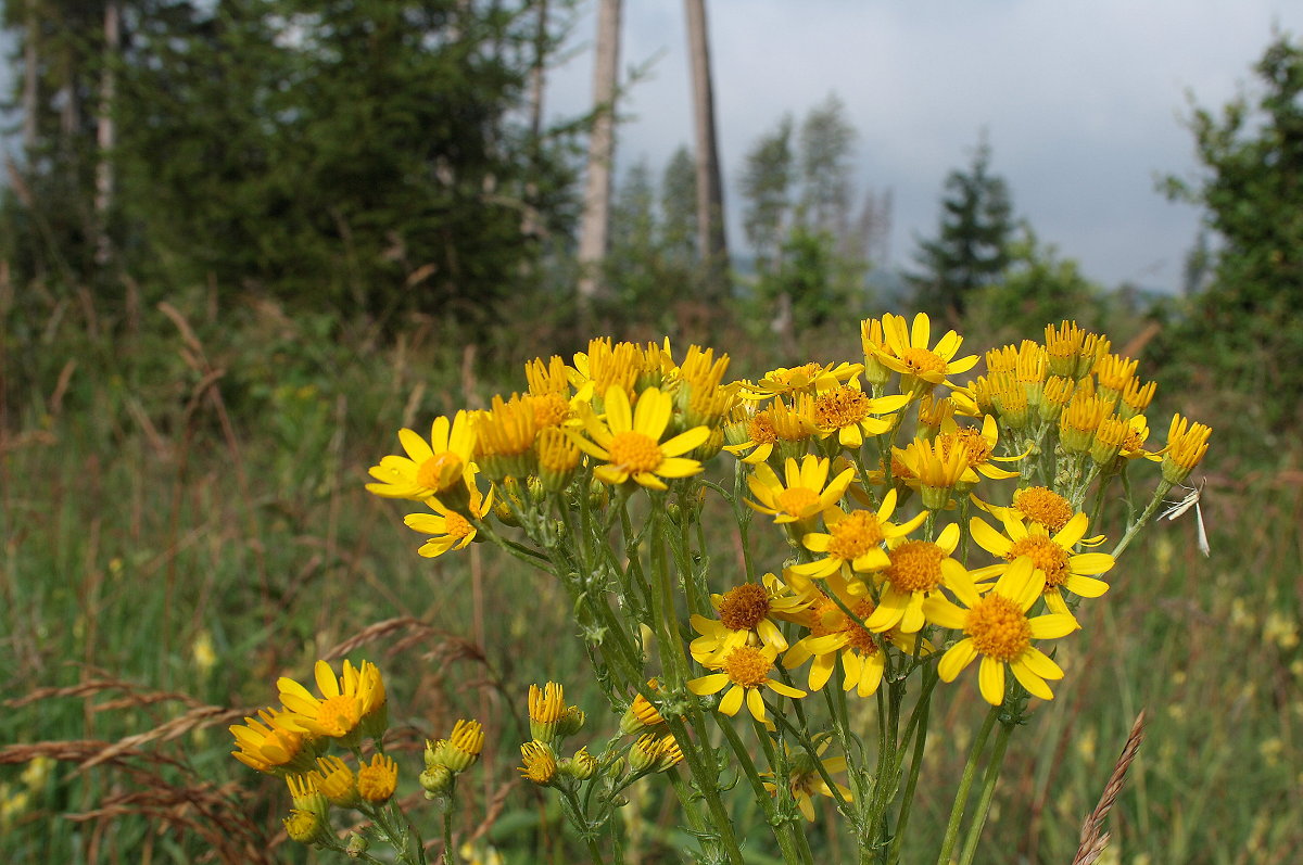 Blumen des Jakobs-Greiskrauts; Aufnahme vom Morgen des 21.07.2019 auf einer Waldwiese an der Hahnenkleer Waldstraße...