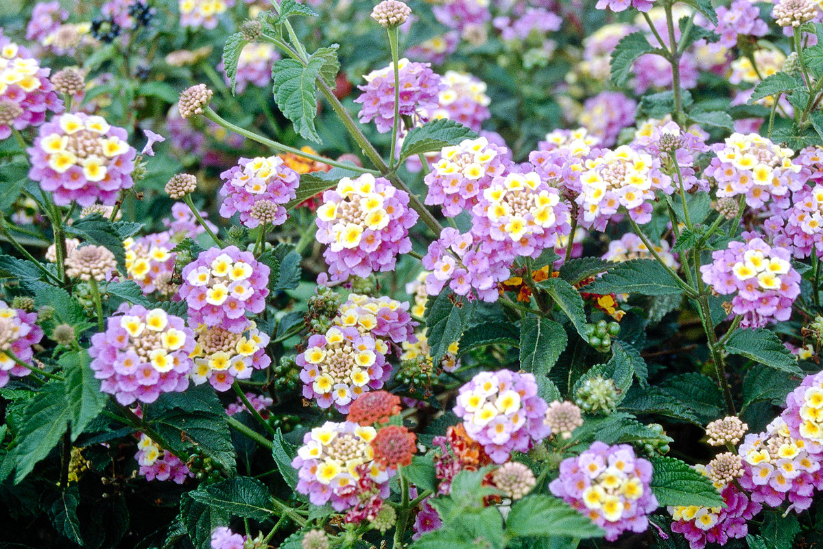 Blumen im Park of the Pedagogical Institute in Nicosia. Bild vom Dia. Aufnahme: April 1995.