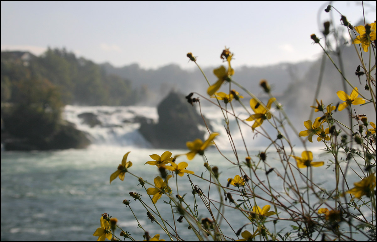 Blumen vor Wasserfall -

Der Rheinfall bei Schaffhausen. 

20.10.2006 (M)