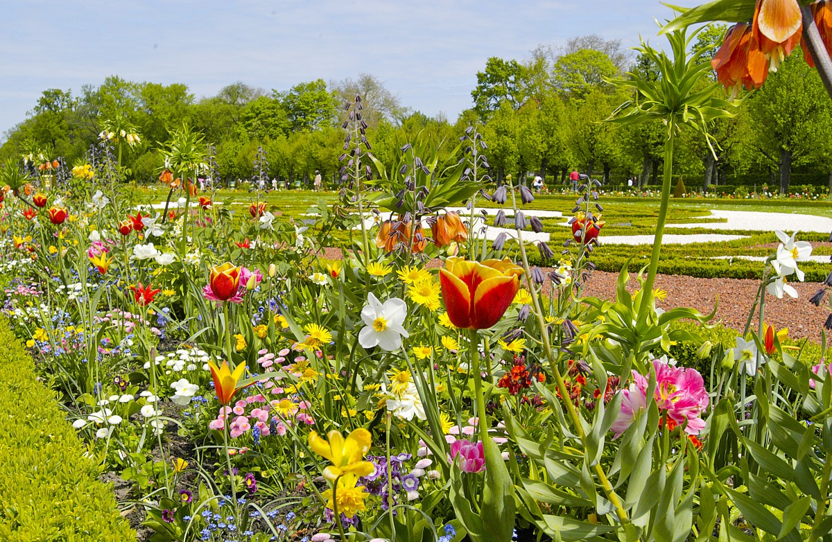 Blumenpracht im Charlottenburger Schlossgarten in Berlin. Aufnahme: 3. Mai 2008.