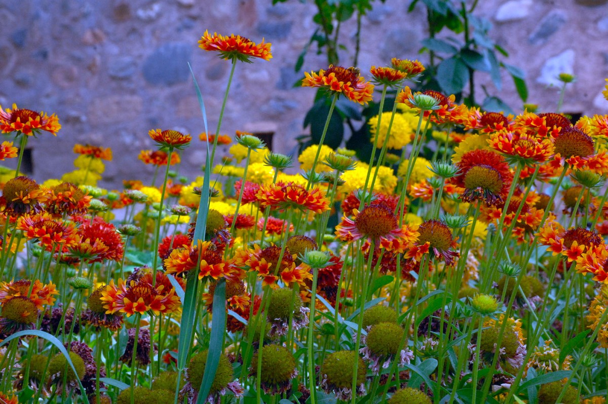 Blumenpracht im Garten von Alhambra, Granada. Aufnahme: Juli 2014.