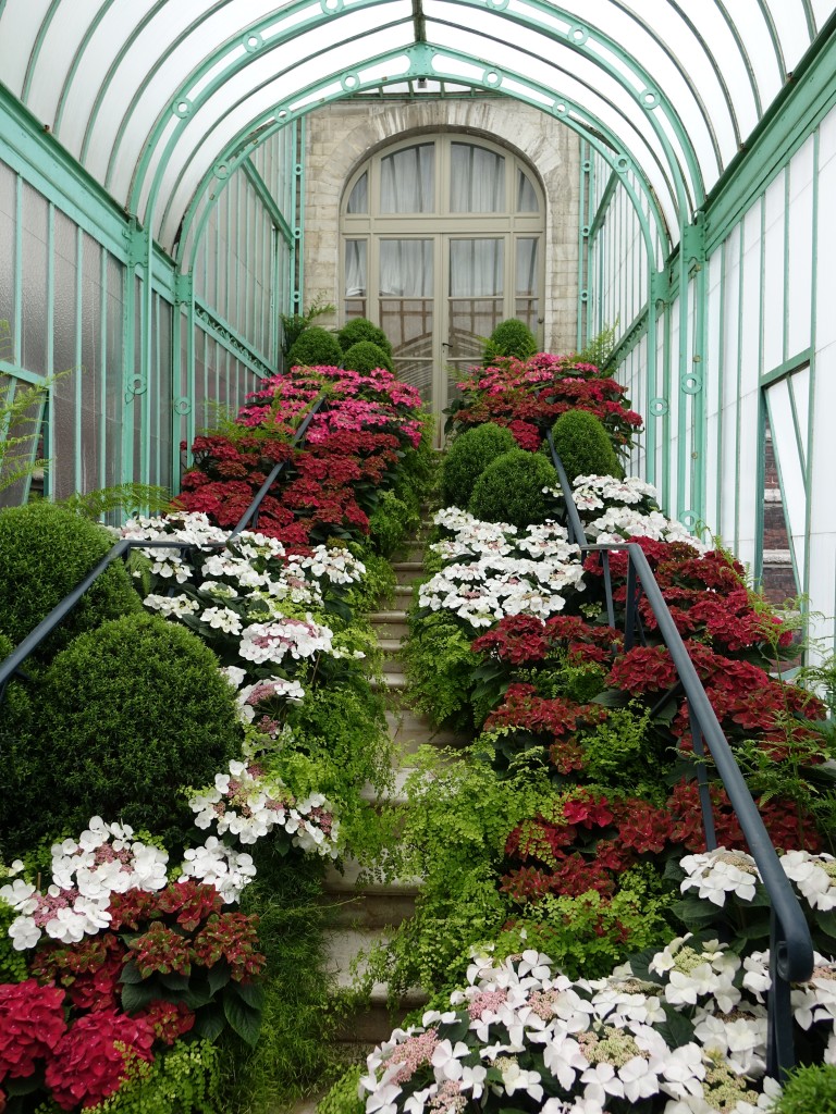 Blumenschmuck in den königl. Gewächshäuser bei Schloss Laeken, Brüssel (26.04.2015)