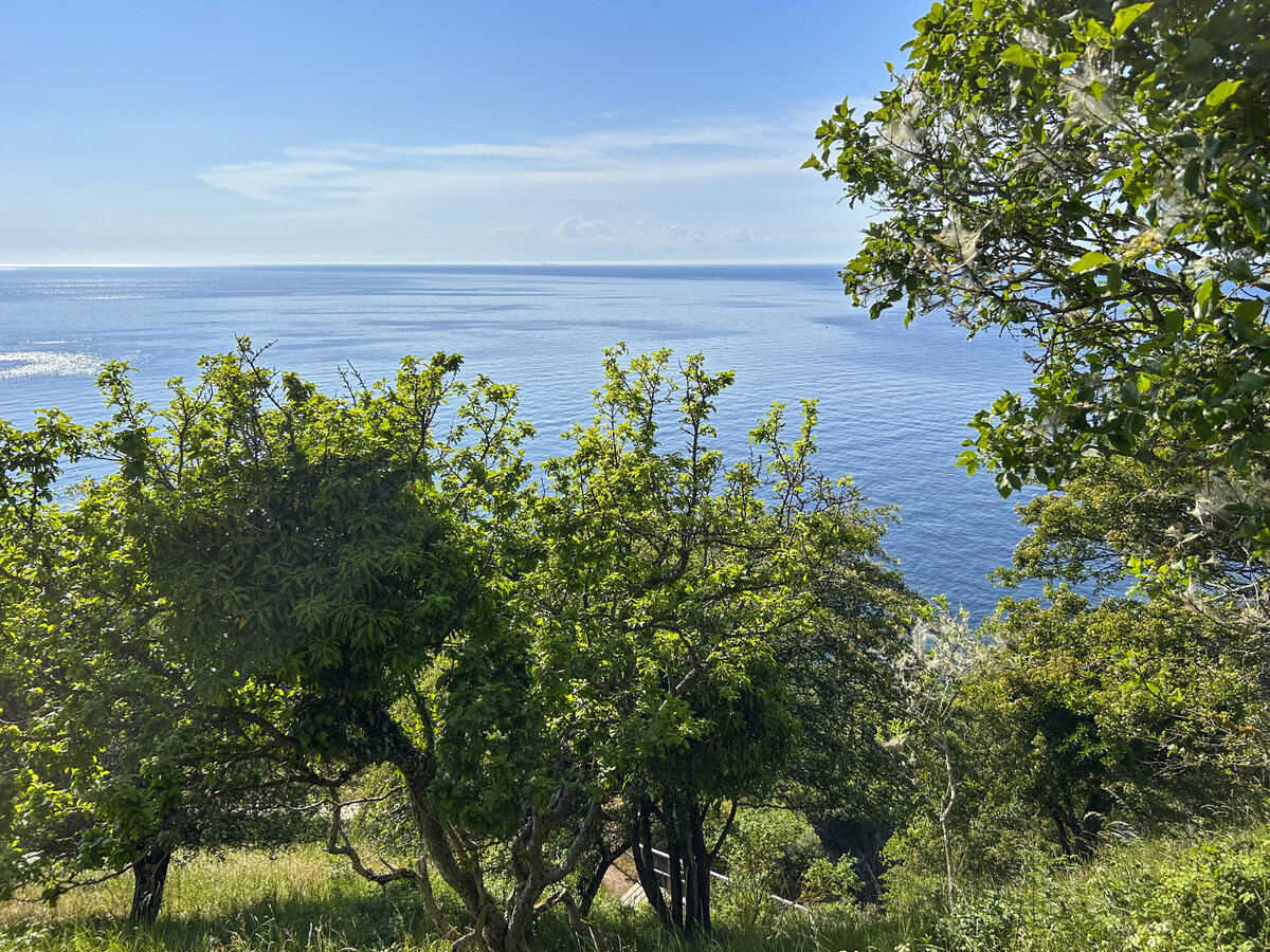 Bornholm/Dänemark - Blick auf die Ostsee vom Wanderpfad zwischen der Burgruine Hammershus ud dem Dorf Vang. 
Aufnahme: 16. Juni