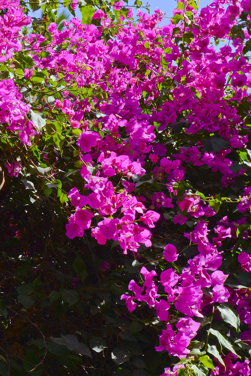 Bougainvillea (auch Bougainville, Bougainvillee, Bougainvillie oder Drillingsblume genannt) in Corralejo auf der Insel Fuerteventura in Spanien. Aufnahme: 21. Oktober 2017.