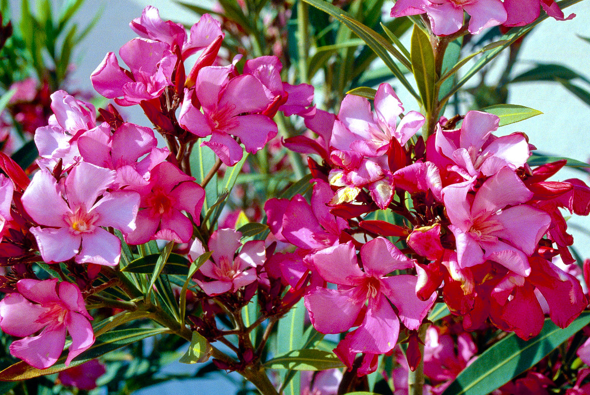 Bougainvillea in Ayia Napa auf Zypern. Bild vom Dia. Aufnahme: April 1995.