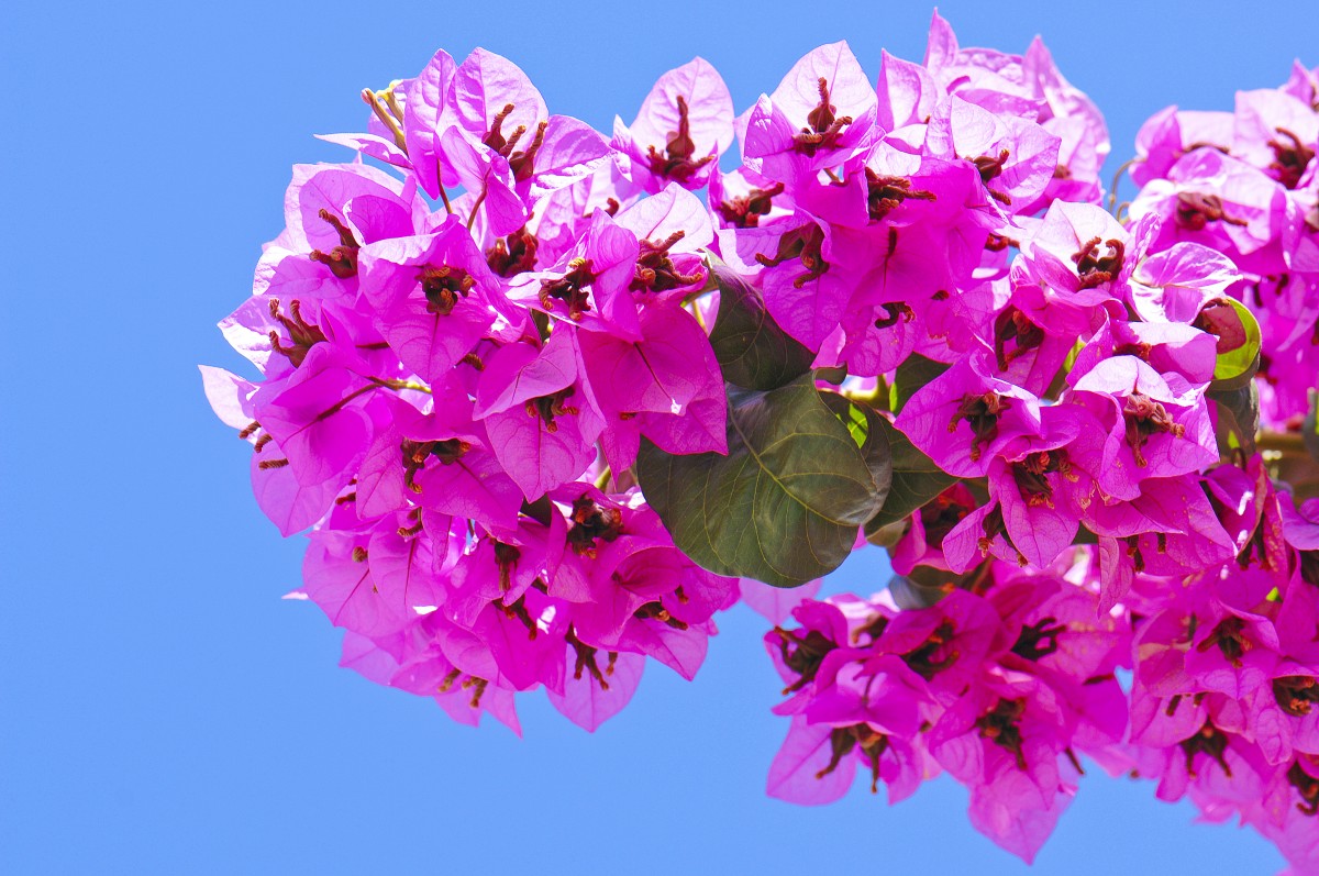 Bougainvillea in Korčula. Aufnahme: Juli 2009.