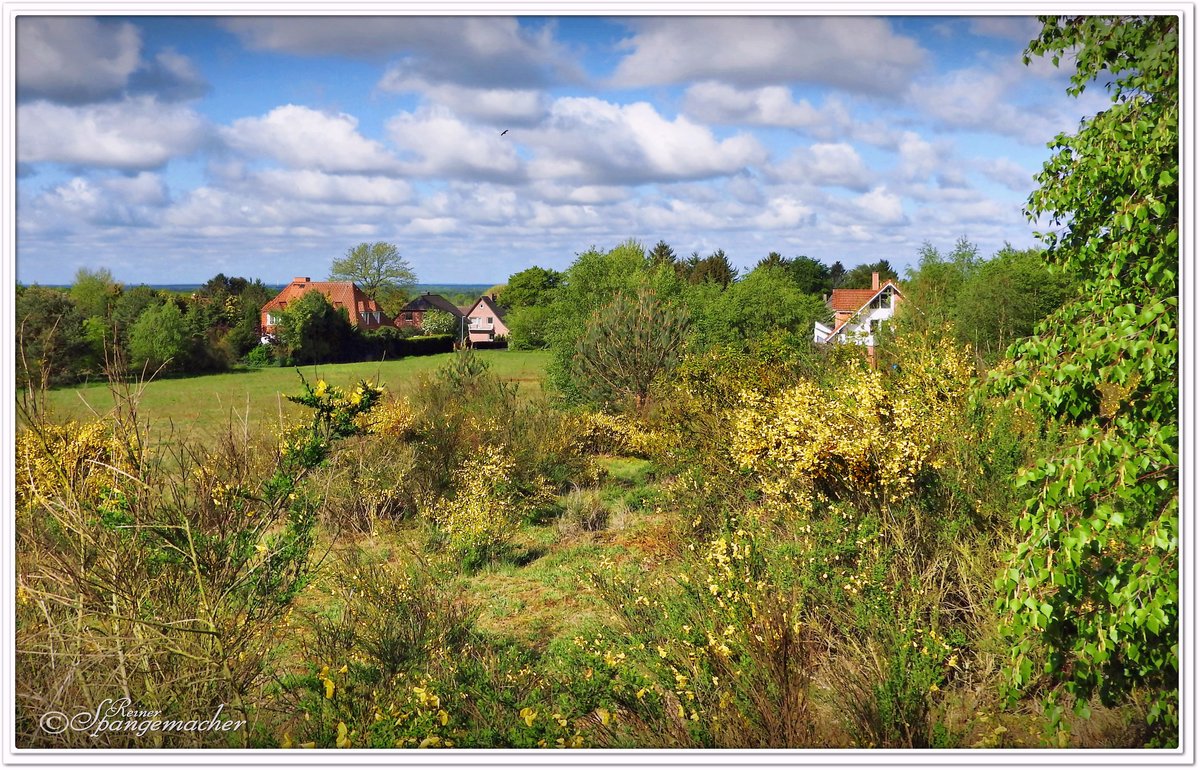 Brache am Rande von Schneverdingen, unweit vom Heidegarten. Der Ginster steht in voller Blühte, darauf habe ich Jahre lang gewartet, nun aber haben Zeit & Ort endlich gepasst. Anfang Mai 2019 