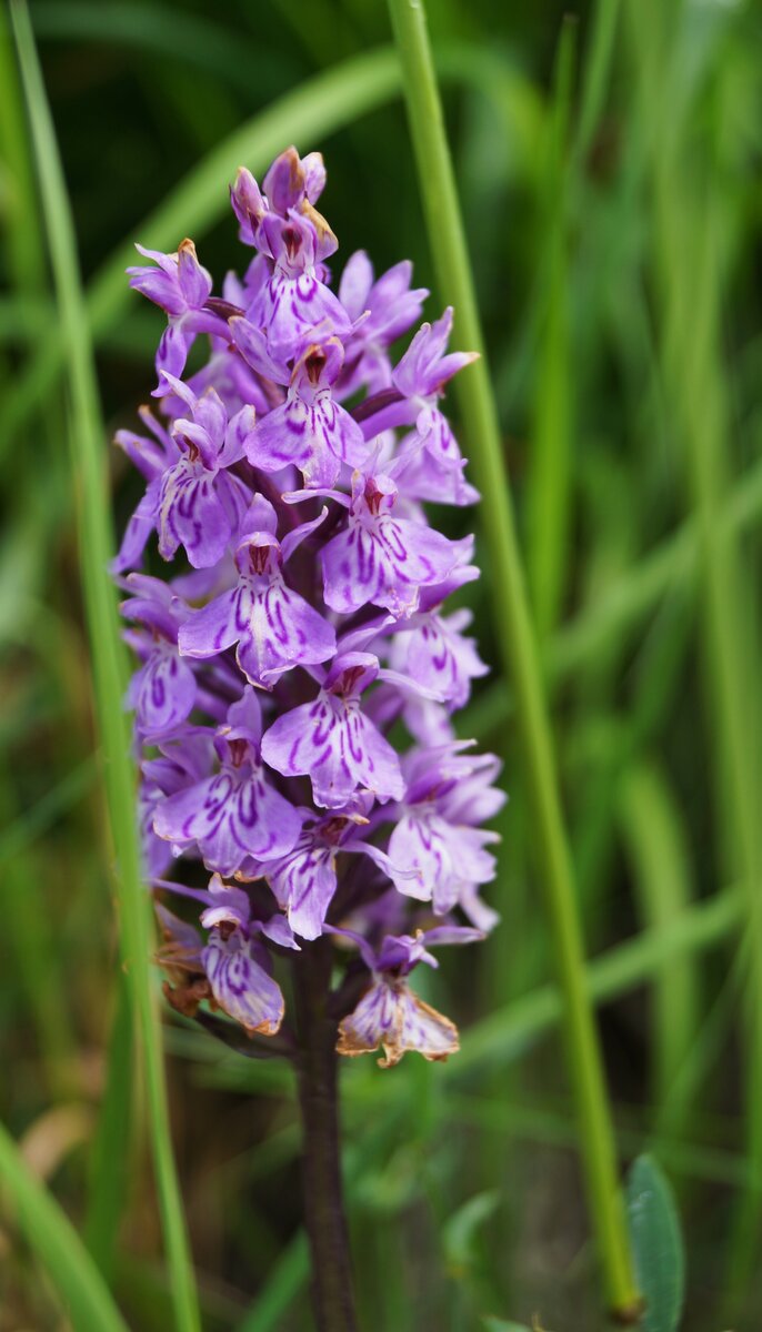 Breitblättriges Knabenkraut (Dactylorhiza majalis), eine auf Feuchtwiesen anzutreffende Alpenorchideenart. Aufnahme vom 10.07.2020, Bahndamm der Brennerstrecke bei Gries am Brenner.