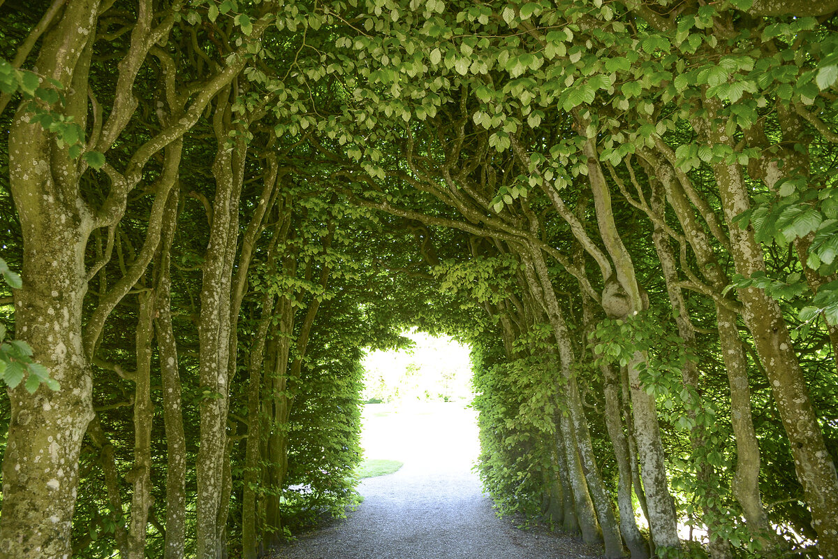 Buchen im Schlosspark von Gravenstein (Gråsten Slotshave) in Nordschleswig/Sønderjylland. Aufnahme: 9. Juni 2021.