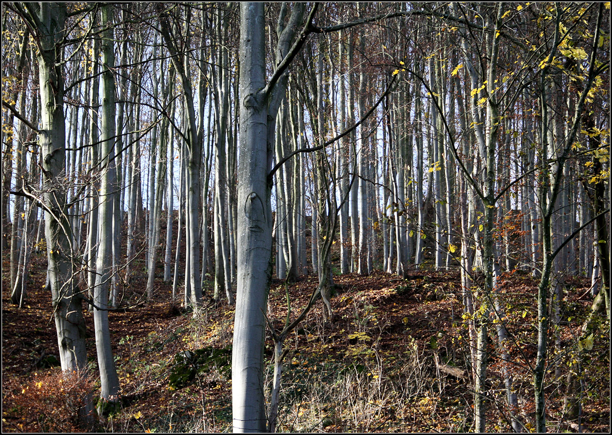 Buchenwald -

Beim Randecker Maar am Trauf der Schwäbischen Alb.

24.11.2014 (M)