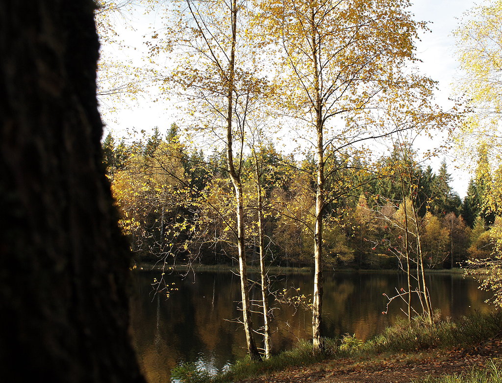 Bume in buntem Herbstlaub am Silberteich: Birken und eine Eberesche, die noch Frchte trgt; Aufnahme vom Nachmittag des 22.10.2013 am Ostufer...