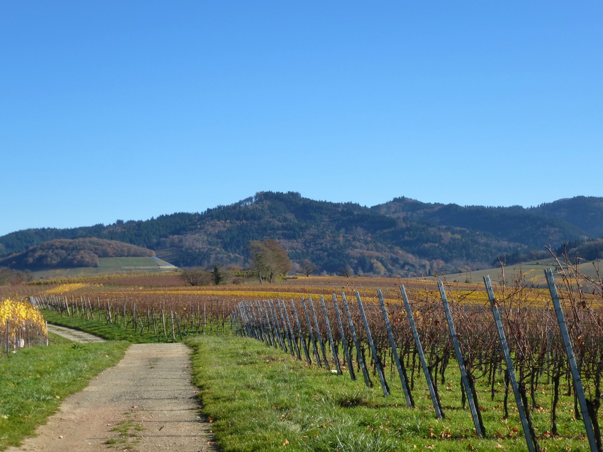 Bunt gefrbte Weinfelder im Markgrflerland, nahe dem Weinort Laufen, Nov.2015 