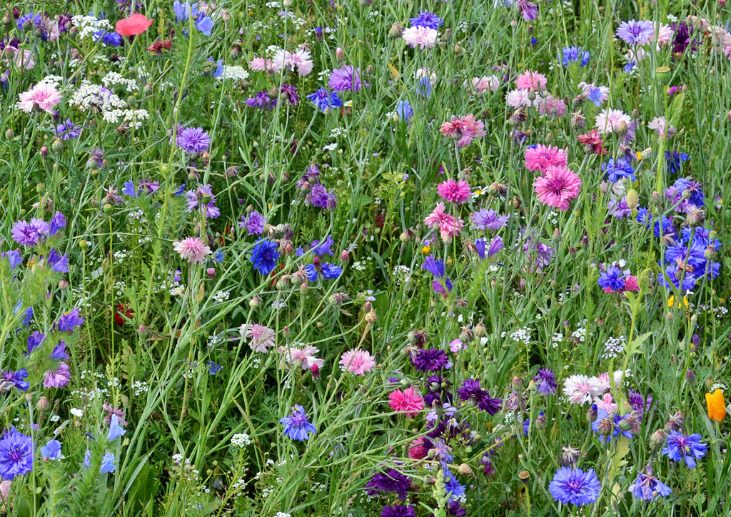 Bunte Blumenwiese beim Bahnhof Euskirchen - 11.07.2014