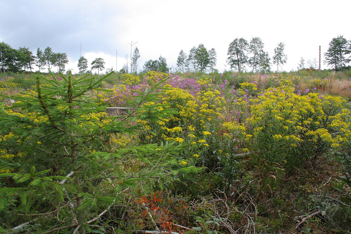 Bunte Blumenwiese im Schultal bei Braunlage; Aufnahme vom frühen Abend des 1.08.2022...