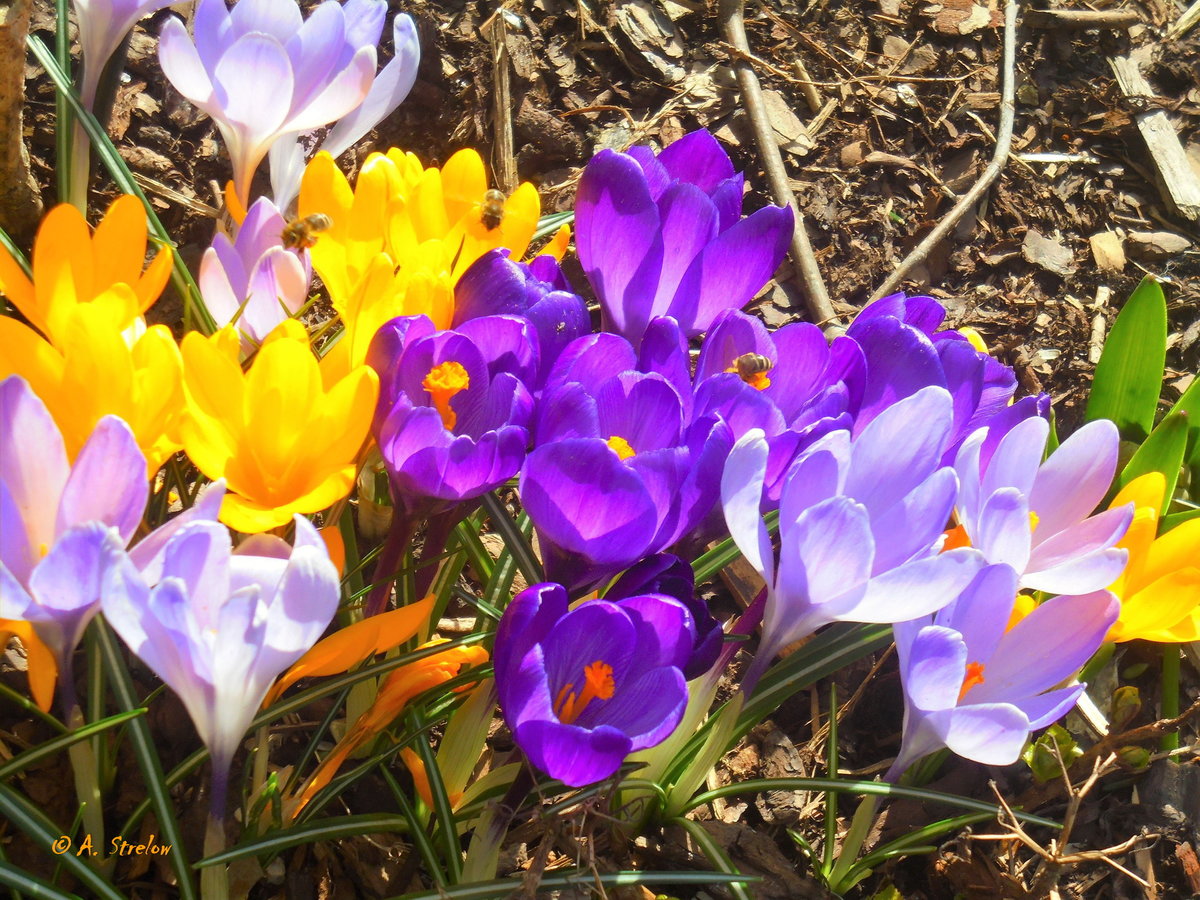 Bunte Gartenkrokusse am 16.3.2017 (mit freundlicher Genehmigung von A. Strelow)