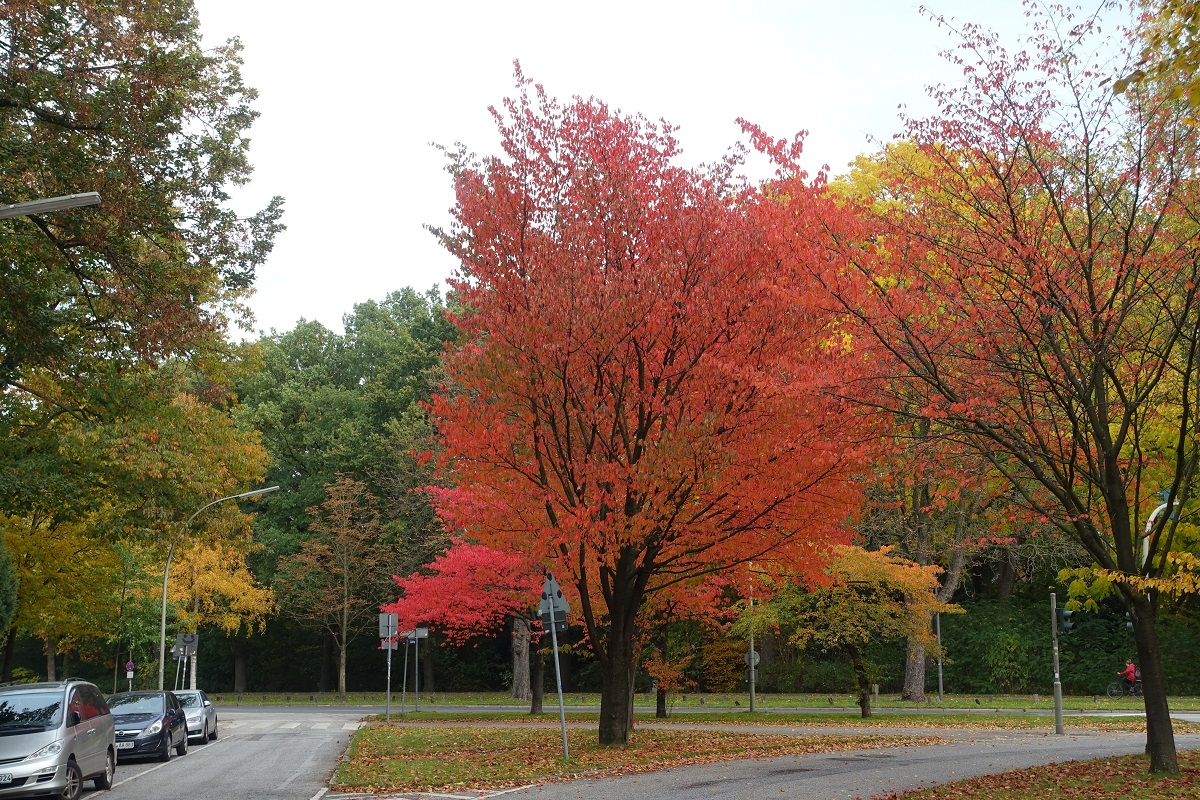 Bunter Herbst in Hamburg, am Stadtpark (Saarlandstraße) am 23.10.2020/