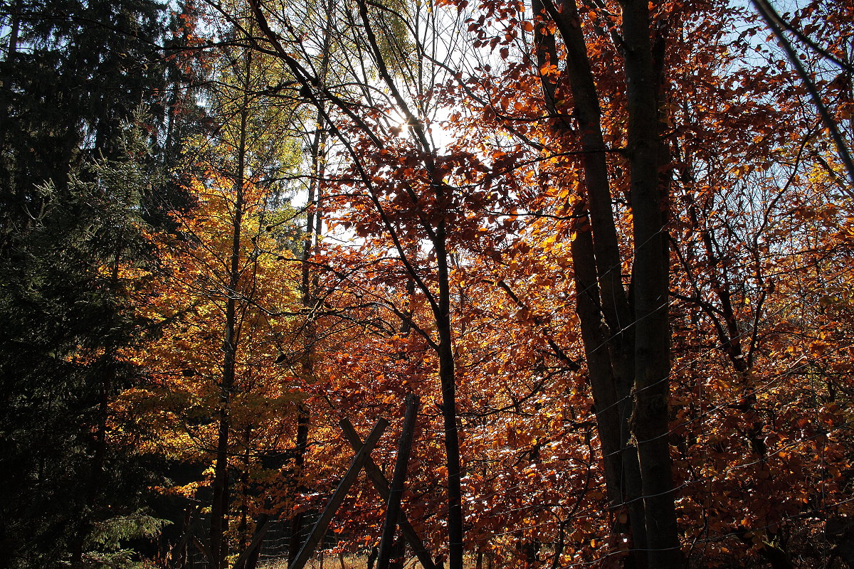 Buntes Herbstlaub funkelt in der Mittagssonne; Blick am 17.10.2018 unterwegs im Wald irgendwo auf dem Kaiserweg zwischen ehemaligem Forsthaus am Brunnenbach und Silberteich...