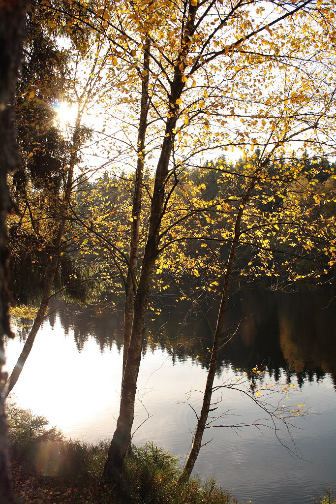 Buntes Herbstlaub im Gegenlicht der Oktobersonne: Bäume am Ufer des Silberteichs am Nachmittag des 22.10.2013...